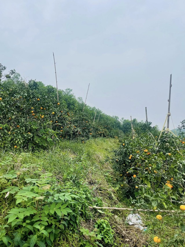 'Thủ phủ' cam Hà Tĩnh đỏ rực chờ Tết- Ảnh 5.