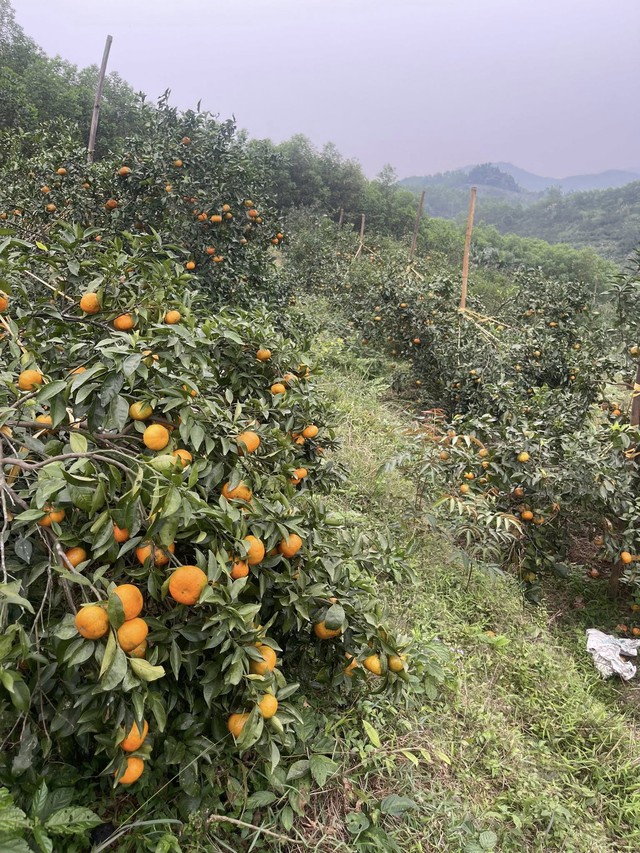 'Thủ phủ' cam Hà Tĩnh đỏ rực chờ Tết- Ảnh 8.