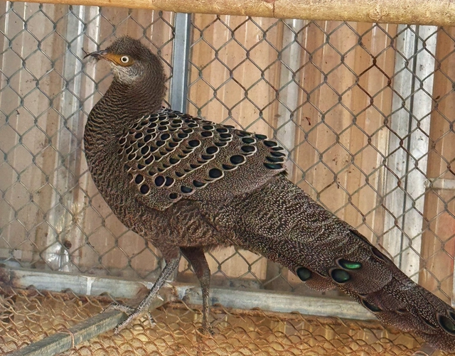 Người dân tự nguyện giao nộp loài gà nguy cấp, quý hiếm
- Ảnh 2.