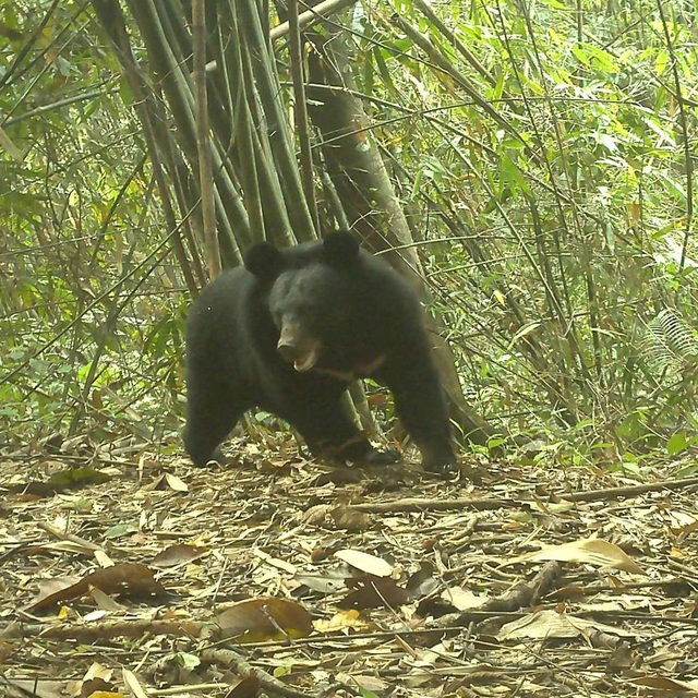 ‘Mắt thần’ góp phần bảo vệ động vật quý hiếm ở Quảng Ngãi- Ảnh 1. ‘Mắt thần’ góp phần bảo vệ động vật quý hiếm ở Quảng Ngãi- Ảnh 1.