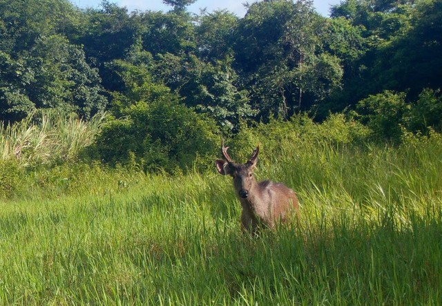 ‘Mắt thần’ góp phần bảo vệ động vật quý hiếm ở Quảng Ngãi- Ảnh 3. ‘Mắt thần’ góp phần bảo vệ động vật quý hiếm ở Quảng Ngãi- Ảnh 3.