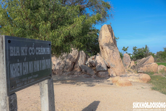 Tấm bia đá khắc chữ Chăm cổ phơi nắng gió giữa cánh đồng cần được bảo tồn- Ảnh 4.