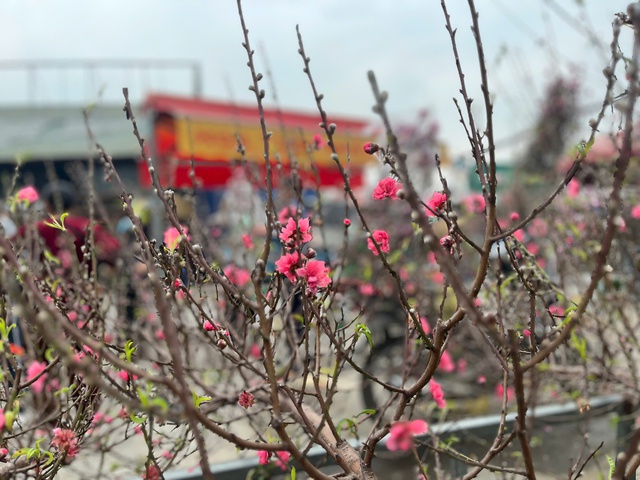 Lan, đào khoe sắc, người dân Hà Nội háo hức mang Tết sớm về nhà- Ảnh 8.