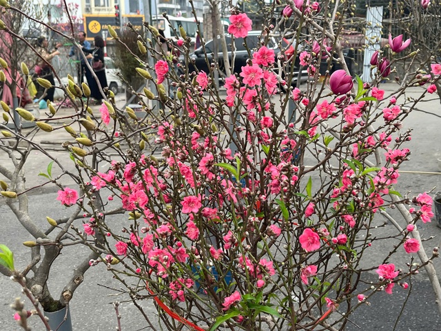 Lan, đào khoe sắc, người dân Hà Nội háo hức mang Tết sớm về nhà- Ảnh 4.