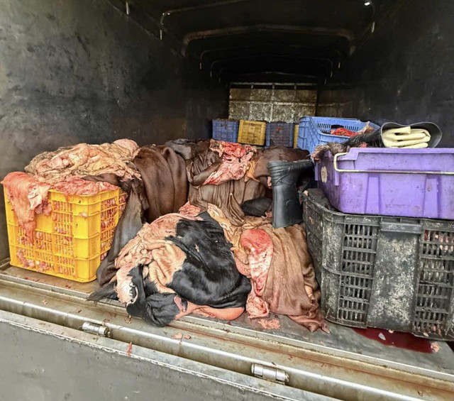 Phú Thọ: Ngăn chặn 1,2 tấn mỡ, da trâu bò không rõ nguồn gốc khi đang lưu thông- Ảnh 2.