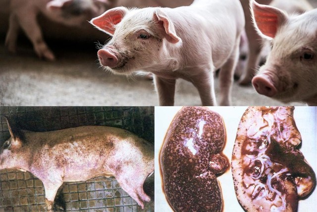 Điều gì xảy ra khi ăn phải thịt lợn bị dịch tả châu Phi?- Ảnh 3.