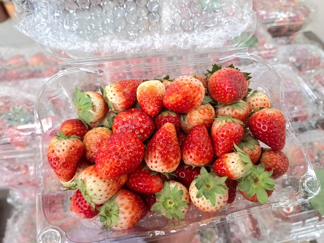 Dâu tây Sơn La 'nhuộm đỏ' chợ Việt- Ảnh 4.