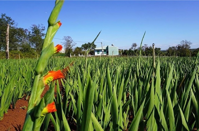 Những phương pháp đơn giản để hoa lay ơn tươi lâu ngày Tết- Ảnh 1.