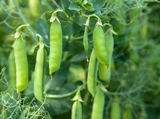 5 loại rau mùa đông giàu chất xơ tốt cho tiêu hóa- Ảnh 5. 5 loại rau mùa đông giàu chất xơ tốt cho tiêu hóa- Ảnh 5.