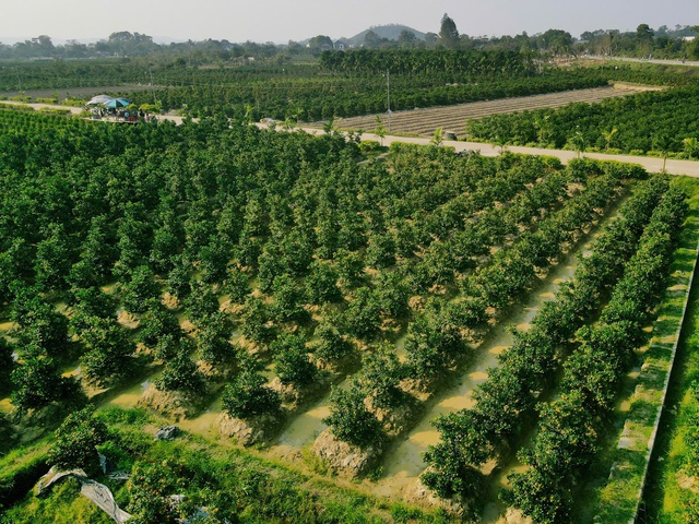 Vùng trồng quất lớn nhất xứ Thanh hồi sinh sau bão lũ- Ảnh 1.