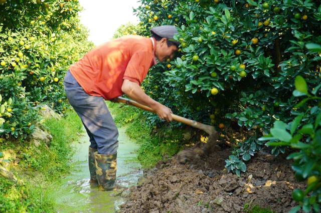 Vùng trồng quất lớn nhất xứ Thanh hồi sinh sau bão lũ- Ảnh 2.