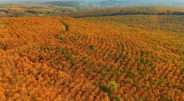 Đẹp hút hồn rừng cao su mùa thay lá ở Tây Nguyên- Ảnh 1. Đẹp hút hồn rừng cao su mùa thay lá ở Tây Nguyên- Ảnh 1.