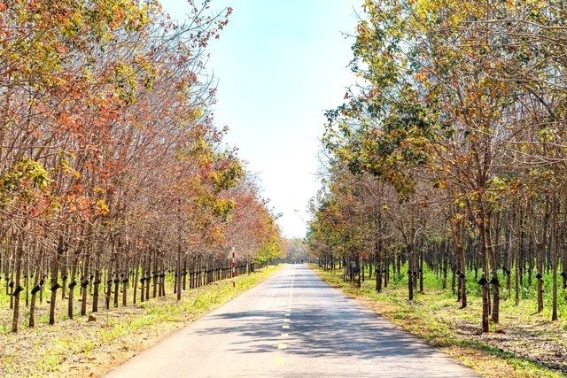 Đẹp hút hồn rừng cao su mùa thay lá ở Tây Nguyên- Ảnh 2. Đẹp hút hồn rừng cao su mùa thay lá ở Tây Nguyên- Ảnh 2.