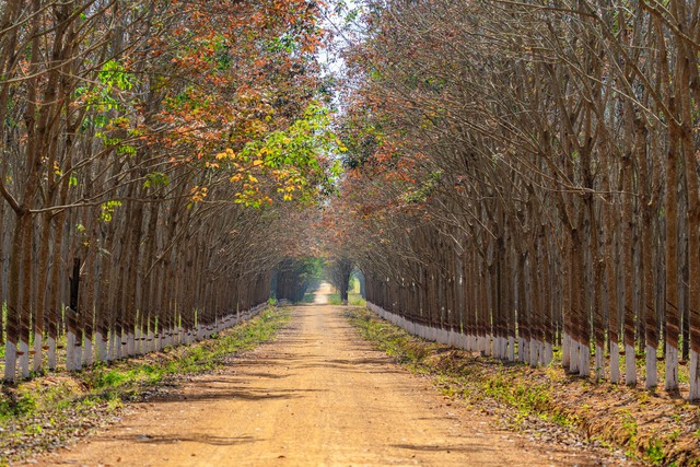 Đẹp hút hồn rừng cao su mùa thay lá ở Tây Nguyên- Ảnh 3. Đẹp hút hồn rừng cao su mùa thay lá ở Tây Nguyên- Ảnh 3.