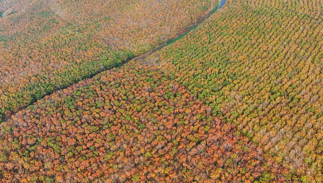 Đẹp hút hồn rừng cao su mùa thay lá ở Tây Nguyên- Ảnh 4. Đẹp hút hồn rừng cao su mùa thay lá ở Tây Nguyên- Ảnh 4.