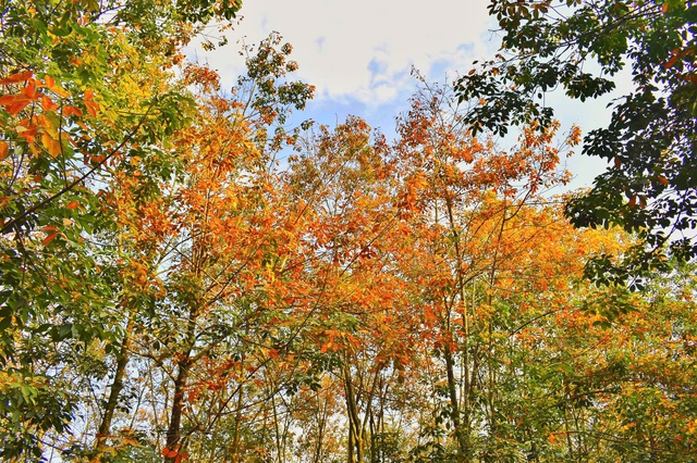 Đẹp hút hồn rừng cao su mùa thay lá ở Tây Nguyên- Ảnh 5. Đẹp hút hồn rừng cao su mùa thay lá ở Tây Nguyên- Ảnh 5.