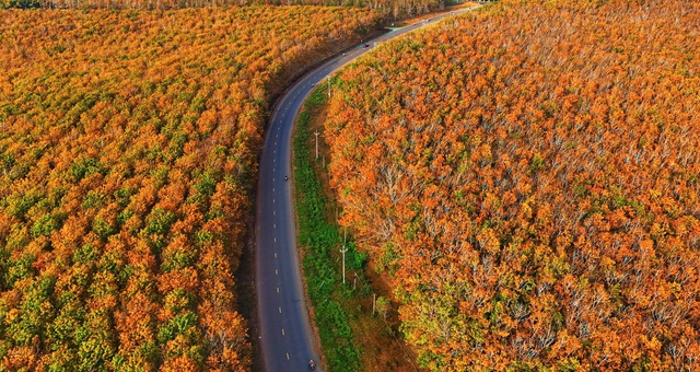 Đẹp hút hồn rừng cao su mùa thay lá ở Tây Nguyên- Ảnh 6. Đẹp hút hồn rừng cao su mùa thay lá ở Tây Nguyên- Ảnh 6.