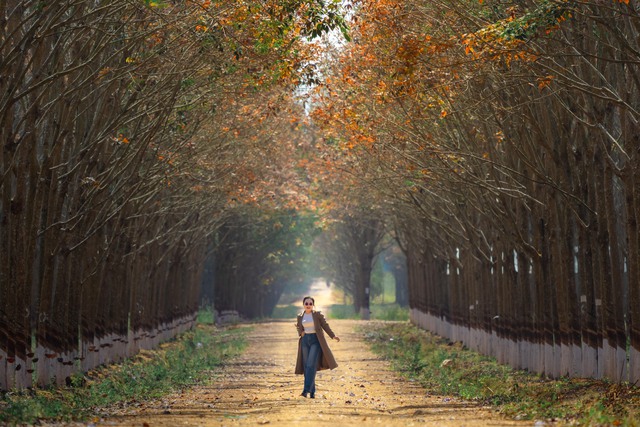 Đẹp hút hồn rừng cao su mùa thay lá ở Tây Nguyên- Ảnh 8. Đẹp hút hồn rừng cao su mùa thay lá ở Tây Nguyên- Ảnh 8.