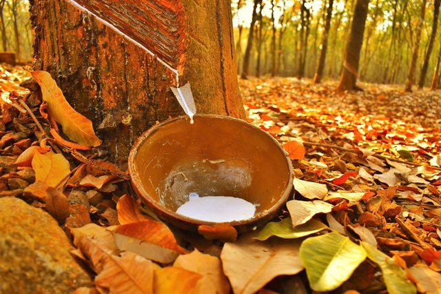 Đẹp hút hồn rừng cao su mùa thay lá ở Tây Nguyên- Ảnh 9. Đẹp hút hồn rừng cao su mùa thay lá ở Tây Nguyên- Ảnh 9.