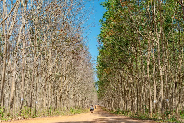 Đẹp hút hồn rừng cao su mùa thay lá ở Tây Nguyên- Ảnh 10. Đẹp hút hồn rừng cao su mùa thay lá ở Tây Nguyên- Ảnh 10.