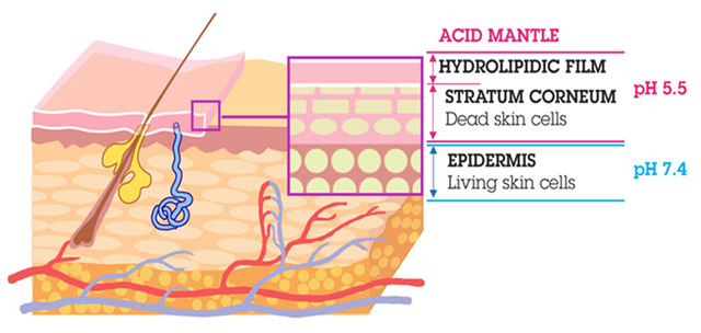 Tầm quan trọng của pH 5.5 trong chăm sóc bệnh lý viêm da cơ địa- Ảnh 1. Tầm quan trọng của pH 5.5 trong chăm sóc bệnh lý viêm da cơ địa- Ảnh 1.
