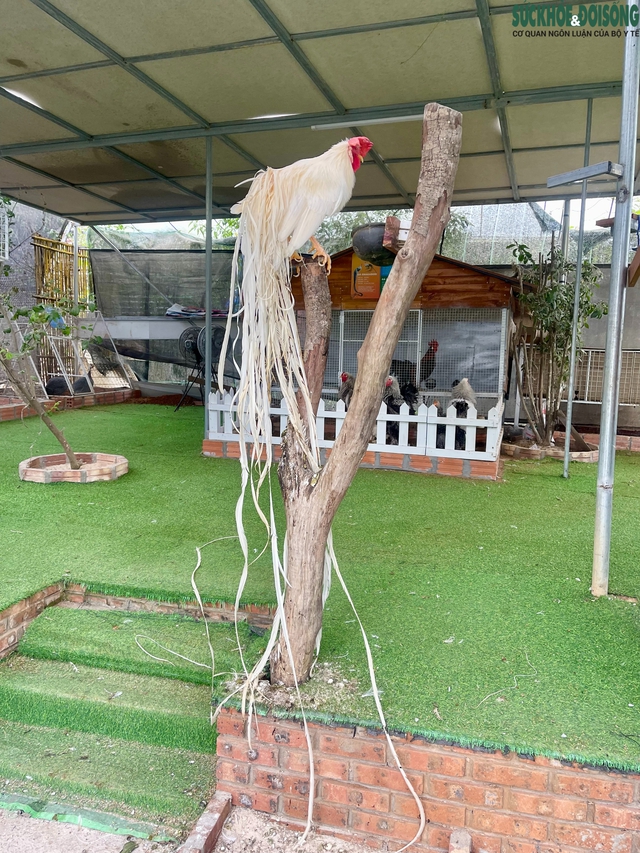 Người đàn ông U60 và bộ sưu tập những giống gà 'nhất thế giới'- Ảnh 5.