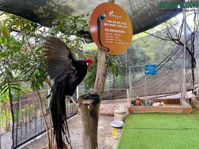 Người đàn ông U60 và bộ sưu tập những giống gà 'nhất thế giới'- Ảnh 6.