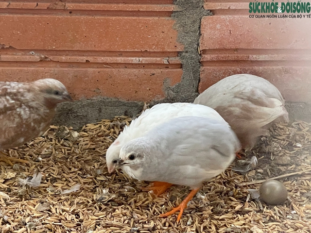 Người đàn ông U60 và bộ sưu tập những giống gà 'nhất thế giới'- Ảnh 9.