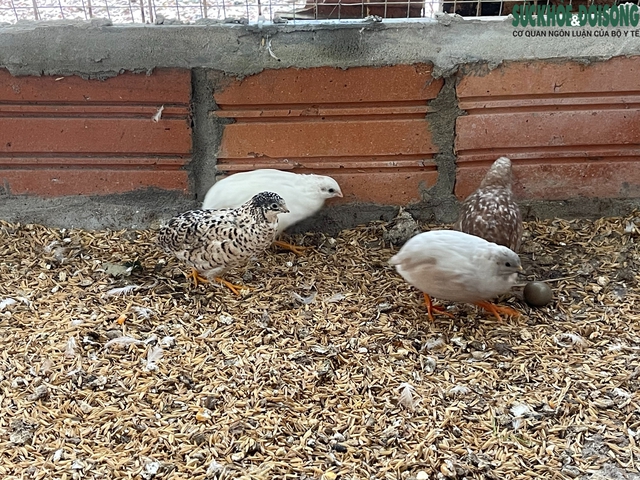 Người đàn ông U60 và bộ sưu tập những giống gà 'nhất thế giới'- Ảnh 10.