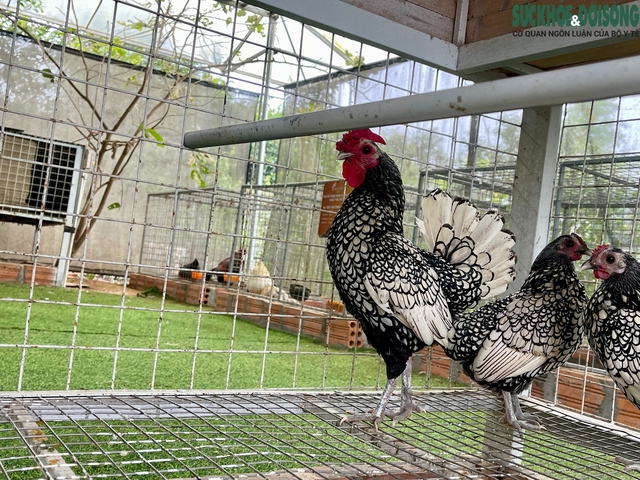 Người đàn ông U60 và bộ sưu tập những giống gà 'nhất thế giới'- Ảnh 11.