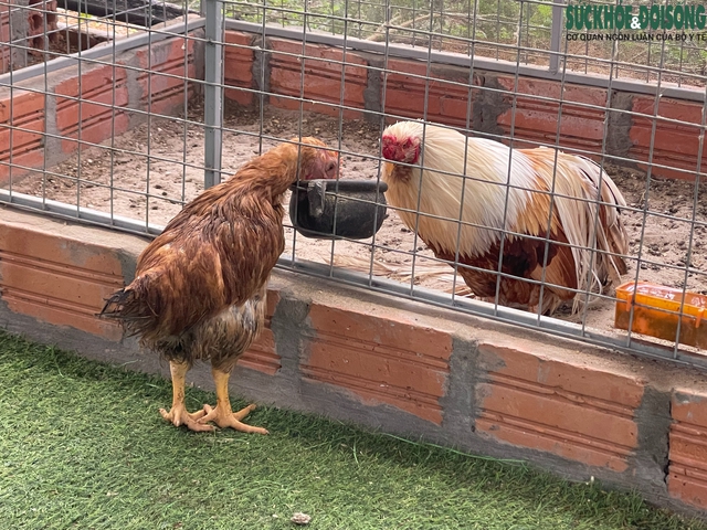 Người đàn ông U60 và bộ sưu tập những giống gà 'nhất thế giới'- Ảnh 13.