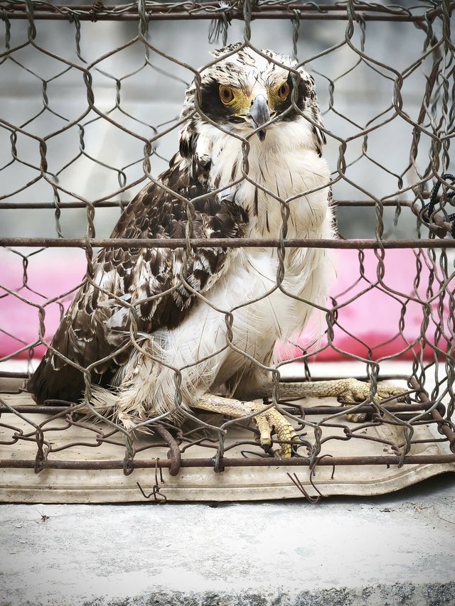 Cận cảnh các loài động vật quý hiếm mới được thả về đại ngàn Quảng Ngãi- Ảnh 1.