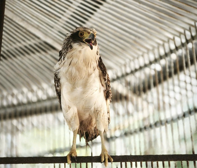 Cận cảnh các loài động vật quý hiếm mới được thả về đại ngàn Quảng Ngãi- Ảnh 2.