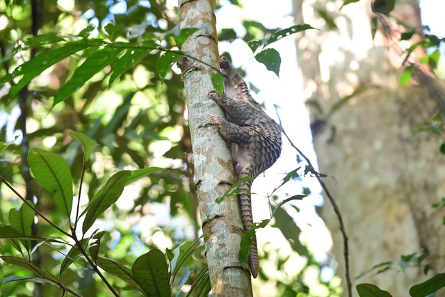Cận cảnh các loài động vật quý hiếm mới được thả về đại ngàn Quảng Ngãi- Ảnh 5.