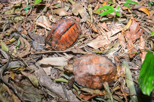 Cận cảnh các loài động vật quý hiếm mới được thả về đại ngàn Quảng Ngãi- Ảnh 6.