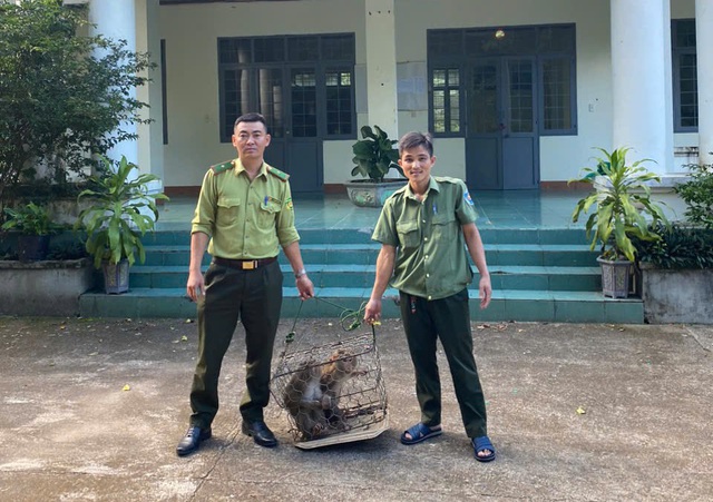 Cận cảnh các loài động vật quý hiếm mới được thả về đại ngàn Quảng Ngãi- Ảnh 7.