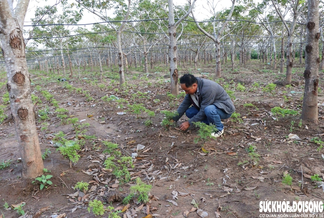 Trồng dược liệu dưới tán cây lâu năm mang lại sinh kế bền vững cho người dân- Ảnh 5.