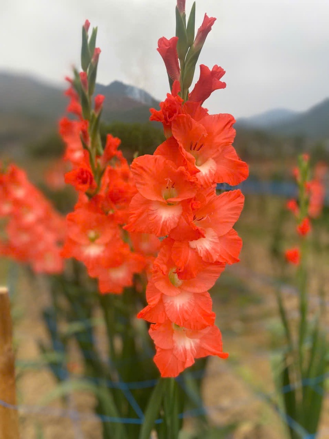 'Điều khiển' hoa lay ơn nở đúng Tết và cách nhận diện cành hoa đẹp- Ảnh 3.