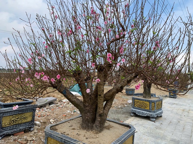 Đào thế lạ, bưởi 'khủng' rộn ràng xuống phố đón Tết- Ảnh 4. Đào thế lạ, bưởi 'khủng' rộn ràng xuống phố đón Tết- Ảnh 4.