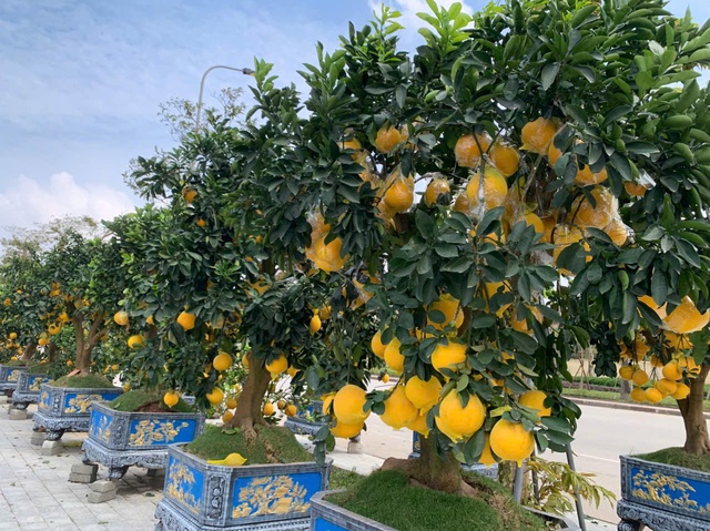 Đào thế lạ, bưởi 'khủng' rộn ràng xuống phố đón Tết- Ảnh 9. Đào thế lạ, bưởi 'khủng' rộn ràng xuống phố đón Tết- Ảnh 9.