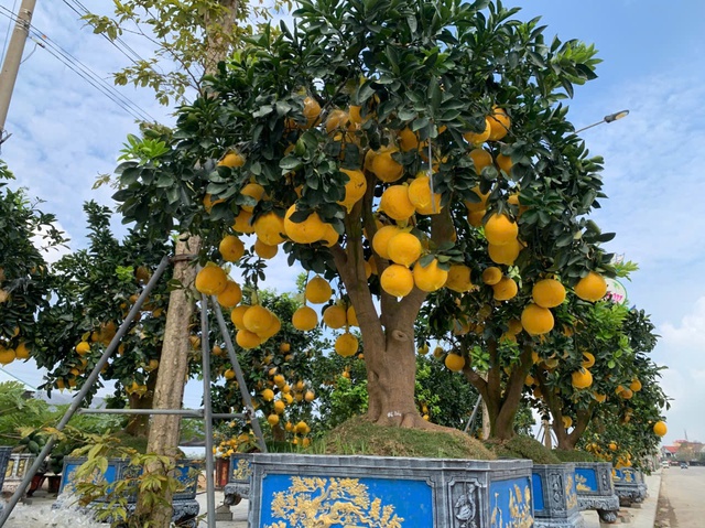 Đào thế lạ, bưởi 'khủng' rộn ràng xuống phố đón Tết- Ảnh 10. Đào thế lạ, bưởi 'khủng' rộn ràng xuống phố đón Tết- Ảnh 10.
