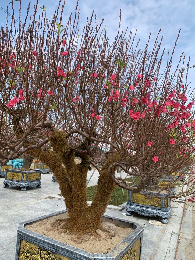 Đào thế lạ, bưởi 'khủng' rộn ràng xuống phố đón Tết- Ảnh 2. Đào thế lạ, bưởi 'khủng' rộn ràng xuống phố đón Tết- Ảnh 2.