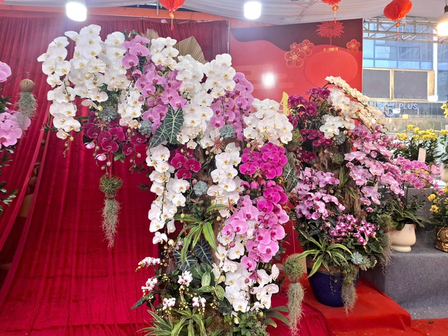 Hoa lan rực rỡ xuống phố, giá từ vài triệu đến vài chục triệu đồng- Ảnh 6.