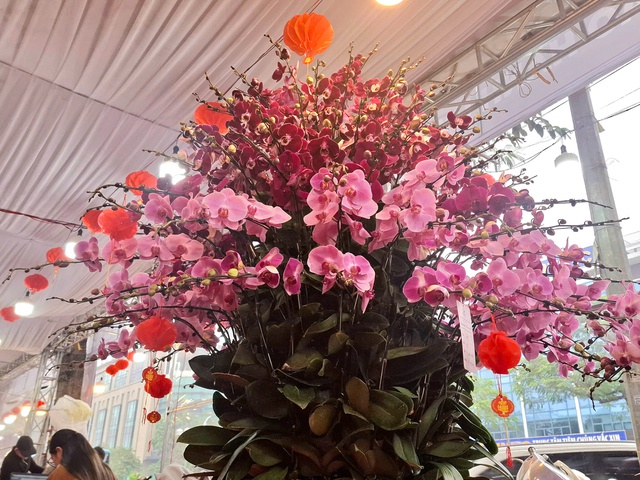 Hoa lan rực rỡ xuống phố, giá từ vài triệu đến vài chục triệu đồng- Ảnh 2.