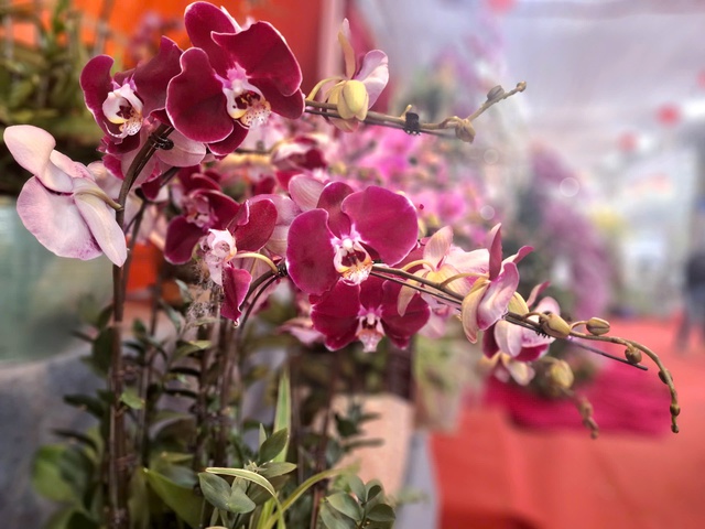 Hoa lan rực rỡ xuống phố, giá từ vài triệu đến vài chục triệu đồng- Ảnh 7.