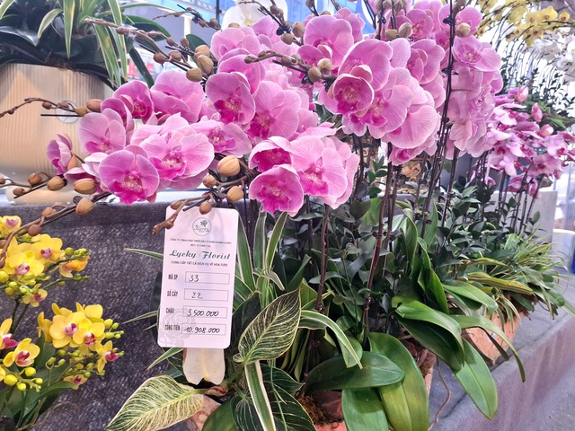 Hoa lan rực rỡ xuống phố, giá từ vài triệu đến vài chục triệu đồng- Ảnh 5.