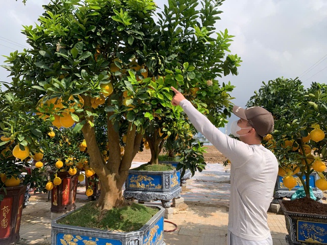 Đào thế lạ, bưởi 'khủng' rộn ràng xuống phố đón Tết- Ảnh 11. Đào thế lạ, bưởi 'khủng' rộn ràng xuống phố đón Tết- Ảnh 11.