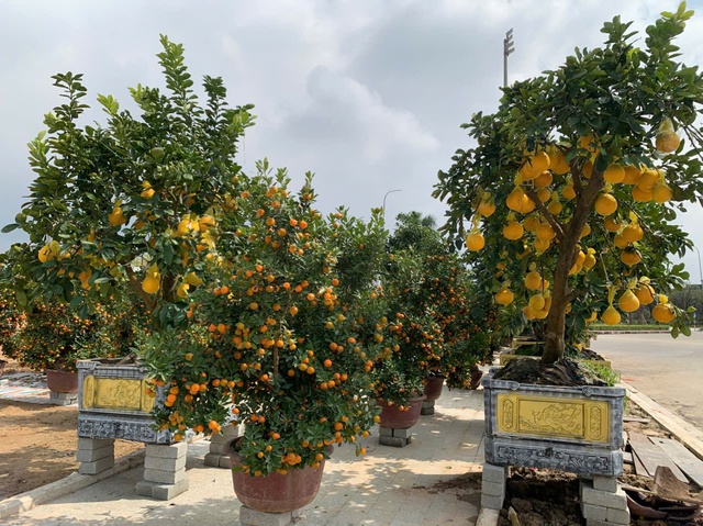 Đào thế lạ, bưởi 'khủng' rộn ràng xuống phố đón Tết- Ảnh 12. Đào thế lạ, bưởi 'khủng' rộn ràng xuống phố đón Tết- Ảnh 12.