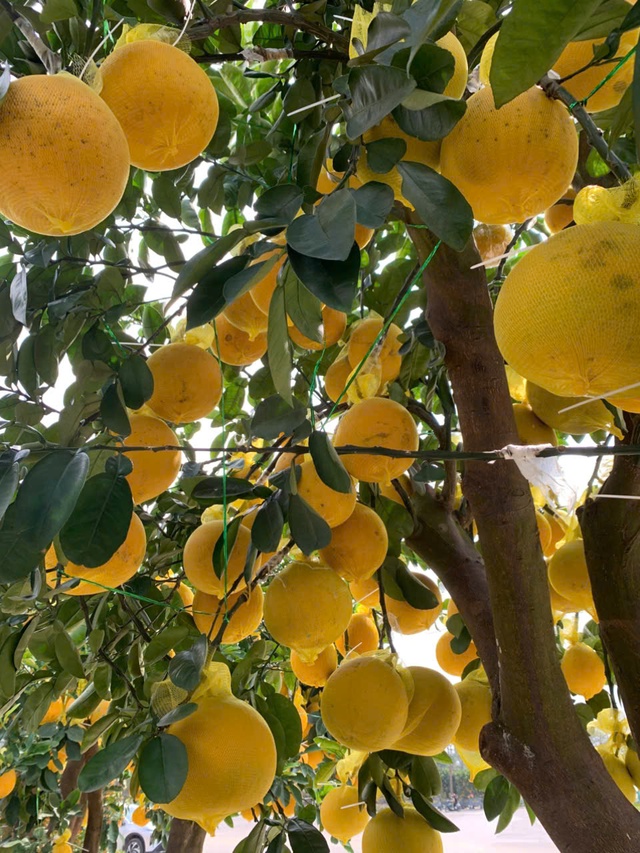 Đào thế lạ, bưởi 'khủng' rộn ràng xuống phố đón Tết- Ảnh 13. Đào thế lạ, bưởi 'khủng' rộn ràng xuống phố đón Tết- Ảnh 13.