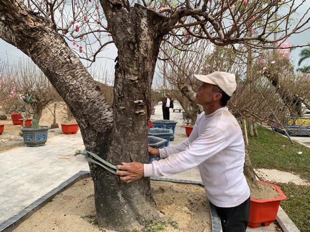 Đào thế lạ, bưởi 'khủng' rộn ràng xuống phố đón Tết- Ảnh 1. Đào thế lạ, bưởi 'khủng' rộn ràng xuống phố đón Tết- Ảnh 1.